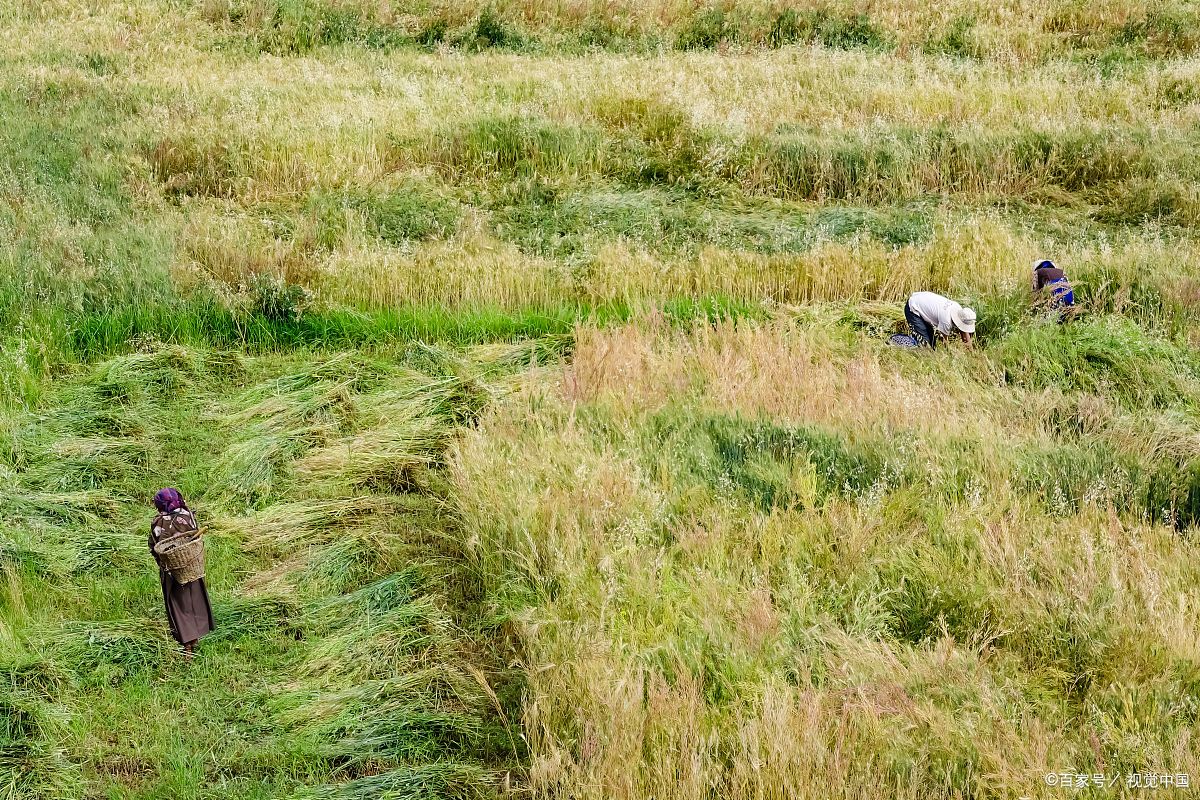 国内饲草缺口近5000万吨，尝试“种草养羊”，或许是一条新出路