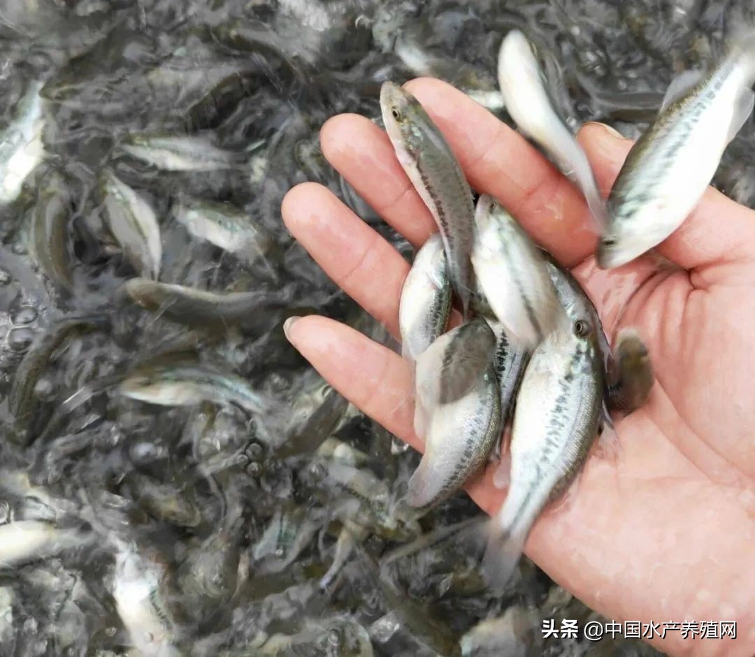 3.5元—斤！加州鲈价格上涨，优质鱼苗供不应求养殖技术愈发重要"