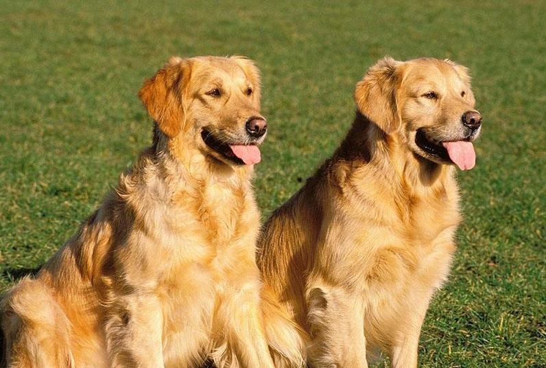 公认：最忠诚的3种狗和最不忠诚的3种狗，你家上榜了吗？