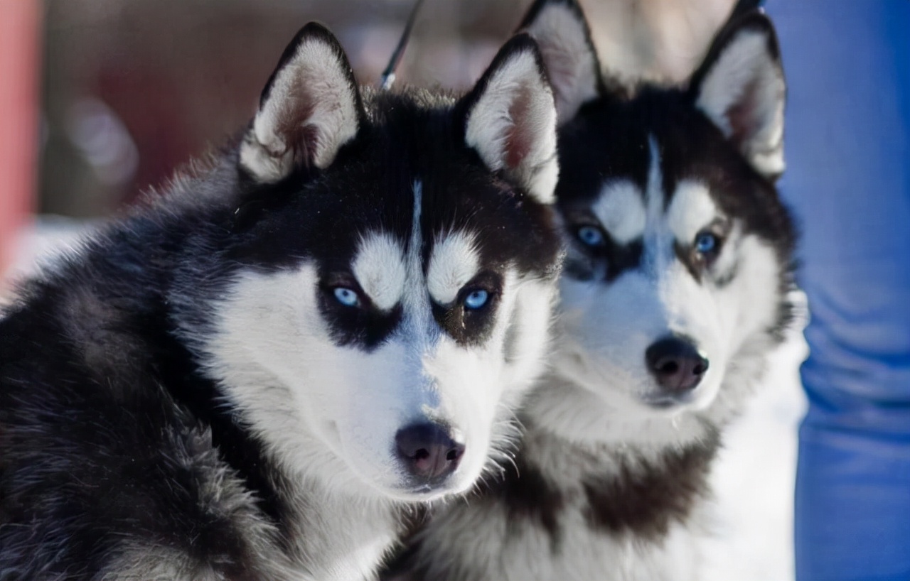 公认：最忠诚的3种狗和白眼狼的3种狗，有你家狗吗？
