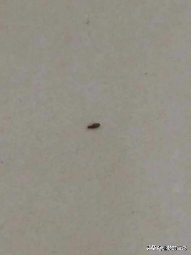 家里墙上有很多特别小的小虫子怎么办（家里墙上有很多特别小的小虫子会飞）
