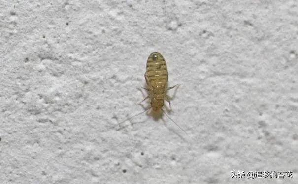 家里墙上有很多特别小的小虫子怎么办（家里墙上有很多特别小的小虫子会飞）